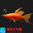 明日之后红剑