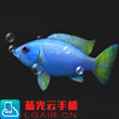 明日之后黄尾蓝魔